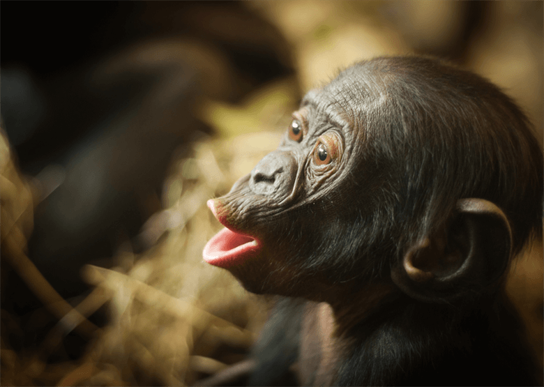 Monkey-calculator GIFs - Get the best GIF on GIPHY